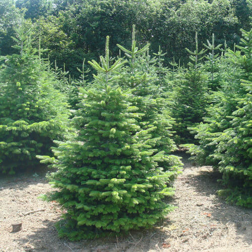 Toepassen Maar Waarnemen Kerstboom 1,5 tot 2 meter